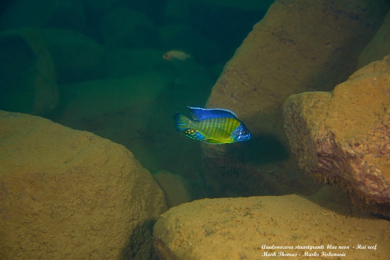 Aulonocara stuartgranti 'Hai Reef'